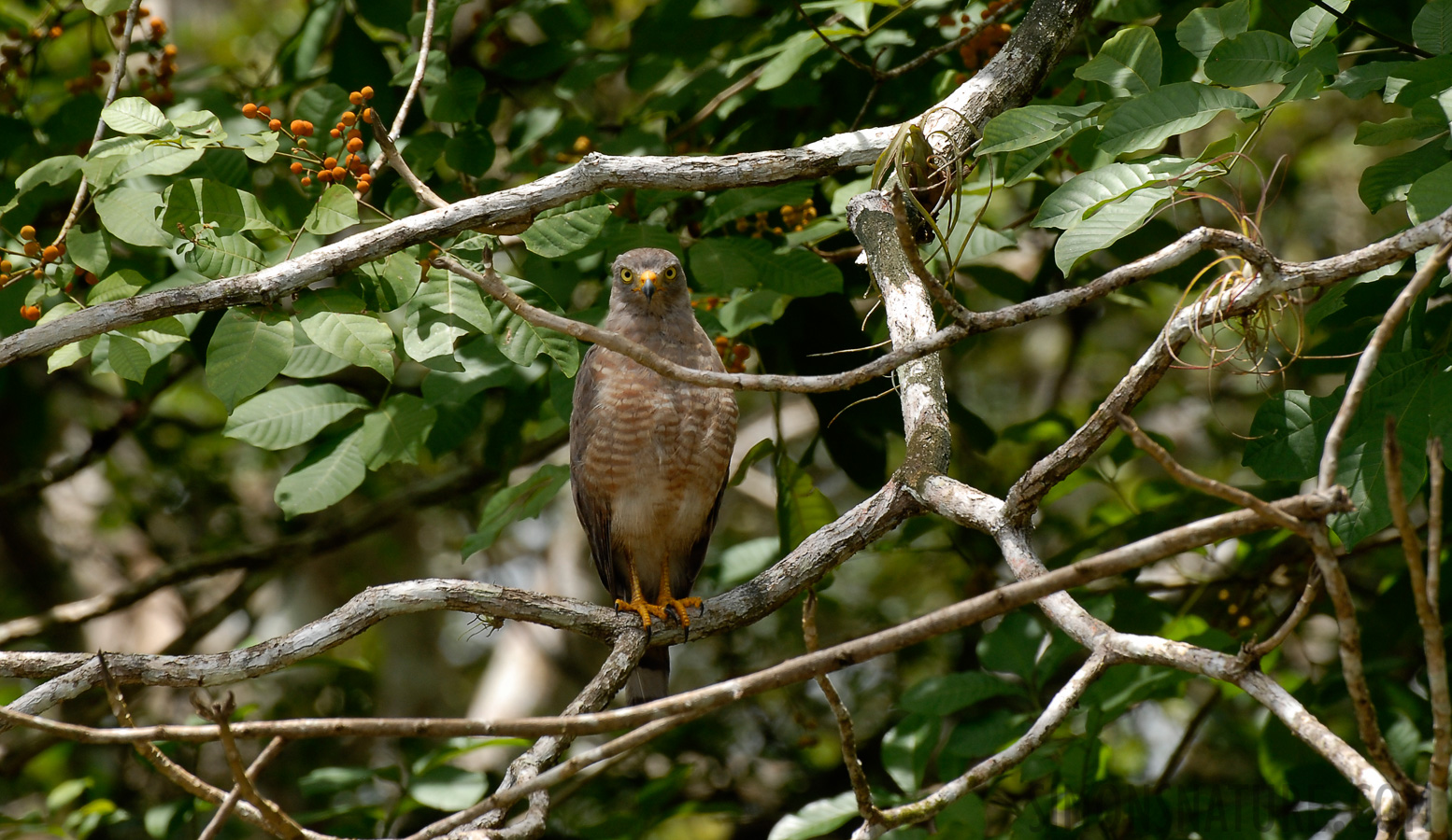 Rupornis magnirostris petulans [400 mm, 1/100 Sek. bei f / 9.0, ISO 200]